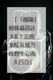 「视频」植株最高达3米！云南龙陵发现万株野生云南大百合