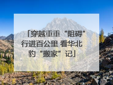 穿越重重“阻碍”行进百公里 看华北豹“搬家”记