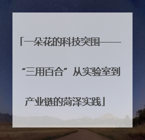一朵花的科技突围——“三用百合”从实验室到产业链的菏泽实践