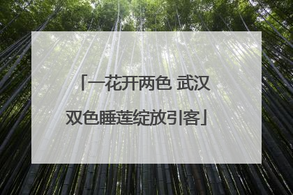 一花开两色 武汉双色睡莲绽放引客