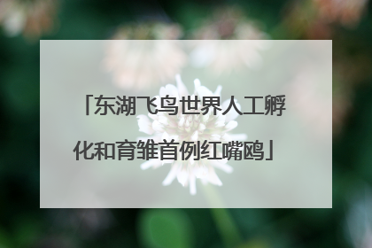东湖飞鸟世界人工孵化和育雏首例红嘴鸥