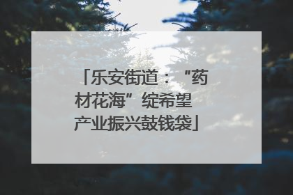 乐安街道：“药材花海”绽希望 产业振兴鼓钱袋