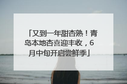 又到一年甜杏熟！青岛本地杏喜迎丰收，6月中旬开启尝鲜季