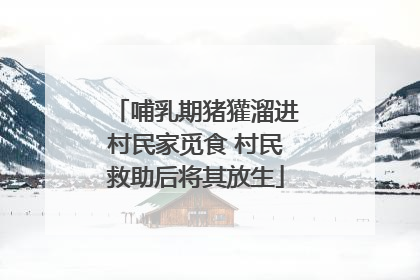 哺乳期猪獾溜进村民家觅食 村民救助后将其放生
