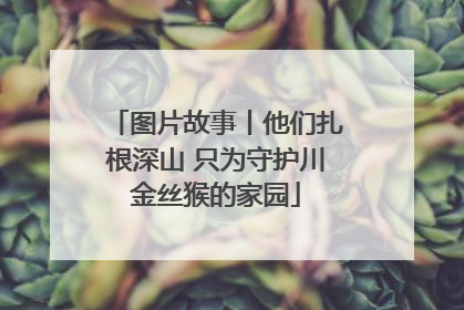 图片故事丨他们扎根深山 只为守护川金丝猴的家园