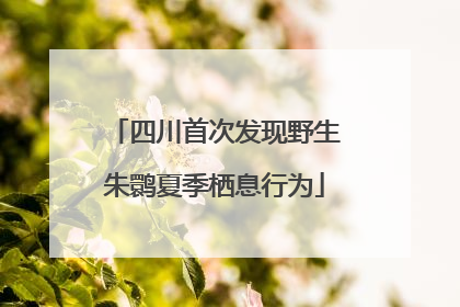 四川首次发现野生朱鹮夏季栖息行为