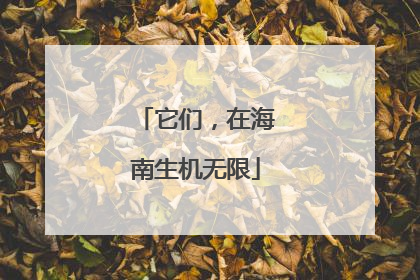它们，在海南生机无限