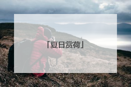 夏日赏荷