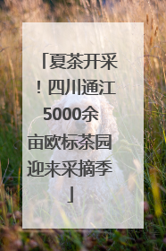 夏茶开采！四川通江5000余亩欧标茶园迎来采摘季