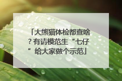 大熊猫体检都查啥？有请模范生“七仔”给大家做个示范