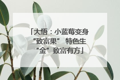 大悟：小蓝莓变身“致富果” 特色生“金”致富有方