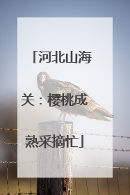 河北山海关：樱桃成熟采摘忙