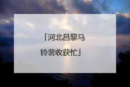 河北昌黎马铃薯收获忙