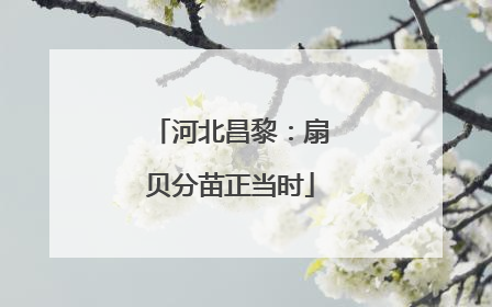 河北昌黎：扇贝分苗正当时