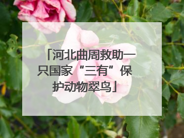 河北曲周救助一只国家“三有”保护动物翠鸟