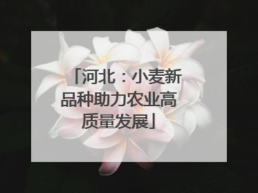 河北：小麦新品种助力农业高质量发展