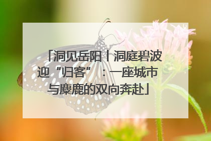 洞见岳阳丨洞庭碧波迎“归客”：一座城市与麋鹿的双向奔赴