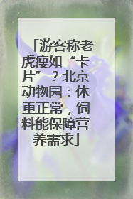 游客称老虎瘦如“卡片”？北京动物园：体重正常，饲料能保障营养需求