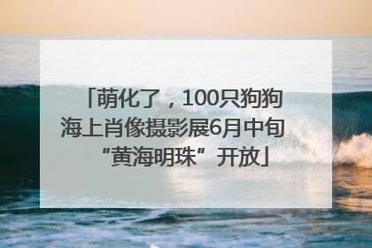 萌化了，100只狗狗海上肖像摄影展6月中旬“黄海明珠”开放