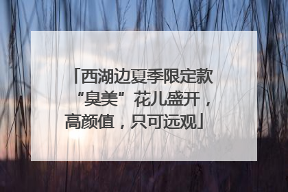西湖边夏季限定款“臭美”花儿盛开，高颜值，只可远观