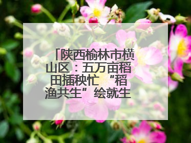 陕西榆林市横山区：五万亩稻田插秧忙 “稻渔共生”绘就生态富民新画卷