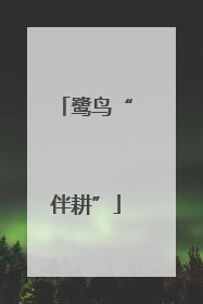 鹭鸟“伴耕”
