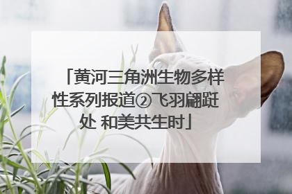 黄河三角洲生物多样性系列报道②飞羽翩跹处 和美共生时