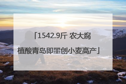 1542.9斤 农大腐植酸青岛即墨创小麦高产